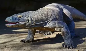 Labuanbajotoday