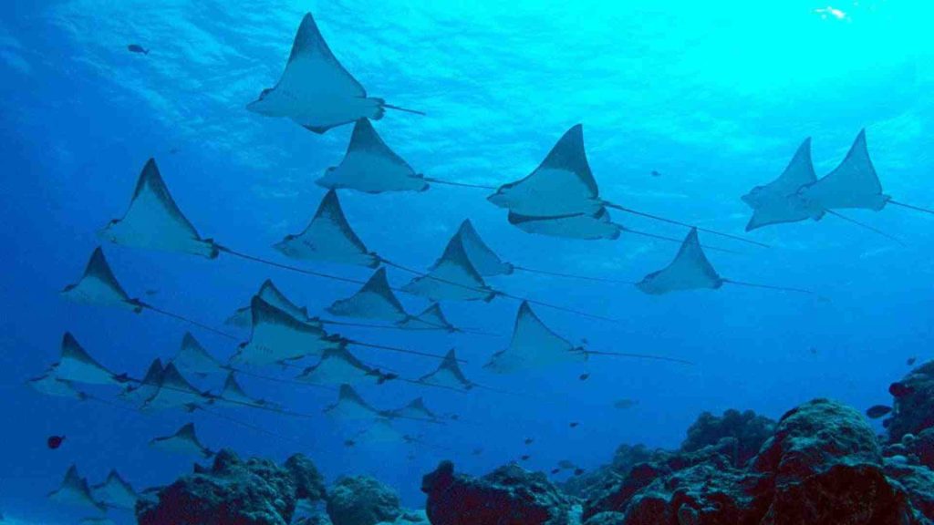Manta Point Labuanbajotoday