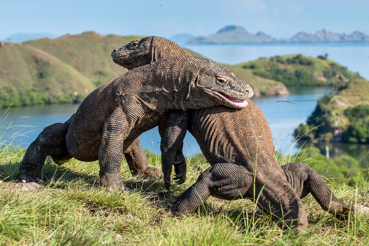 Pulau Komodo Labuanbajotoday