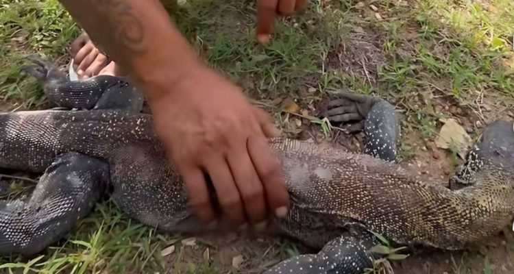 komodo