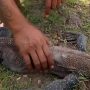 komodo