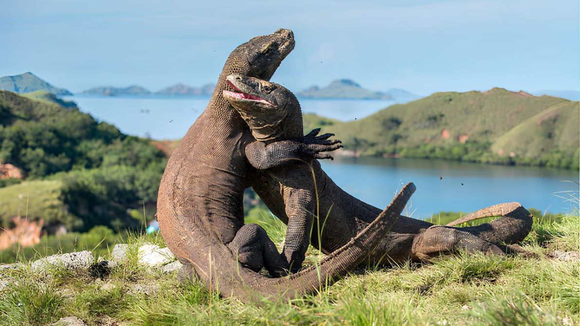 Komodo Labuanbajotoday