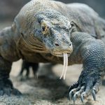 Komodo di taman nasional labuan bajo