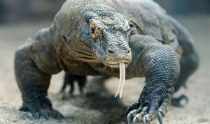 Komodo di taman nasional labuan bajo