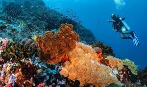 Snorkling Lbajo Labuanbajotoday
