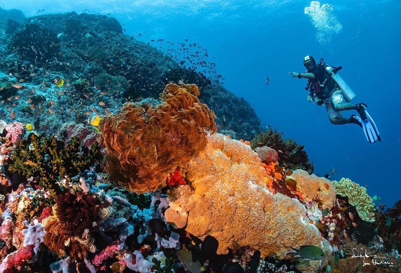 Snorkling Lbajo Labuanbajotoday