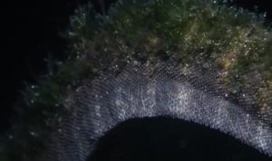 Ular Purba Labuanbajotoday