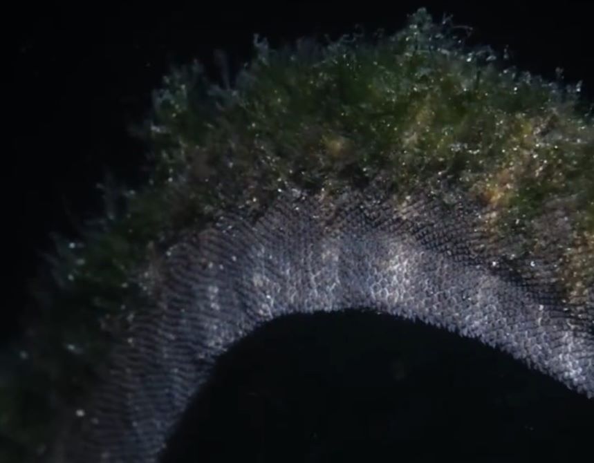 Ular Purba Labuanbajotoday