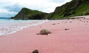 Pantai Pink Komodo Labuanbajotoday