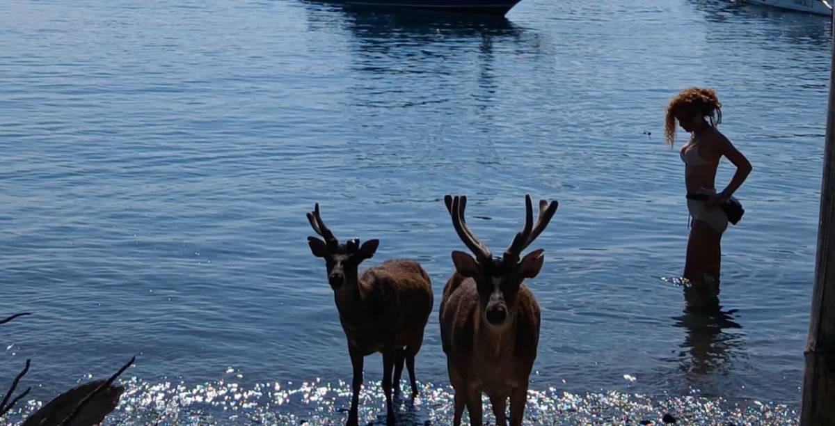 Rusa di TNK Labuanbajotoday