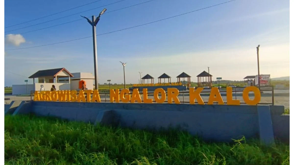 Agrowisata Ngalor Kalo , Labuanbajotoday