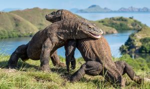 Pulau-Komodo Labuanbajotoday