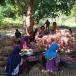 Labuanbajotoday