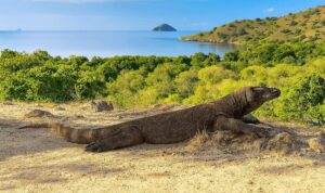 komodo Labuanbajotoday