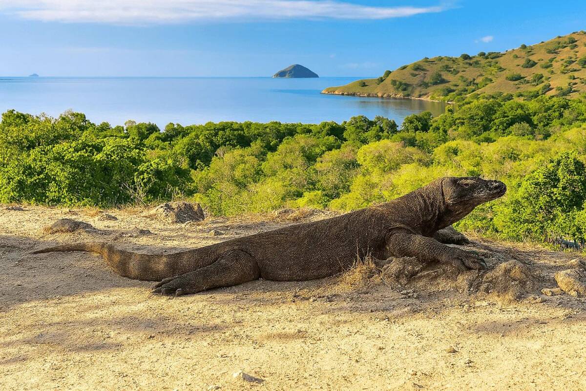 komodo Labuanbajotoday